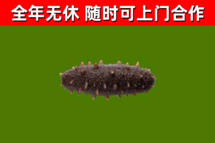 苍溪回收海参干